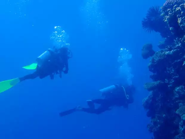 Two scuba divers swimming along a shelf in the Great Barrier Reef with various corals growing.