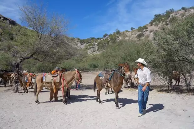 Mexican cowboy leading a heard of horses and donkeys on a beach in Baja.