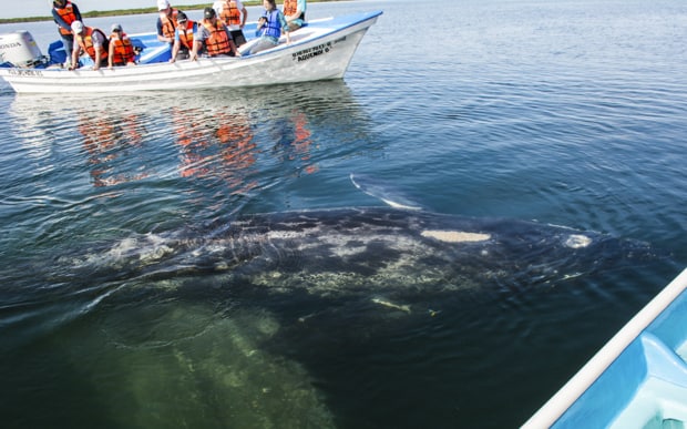 Small panga boat carrying Baja travelers observing a gray whale swimming in the water.