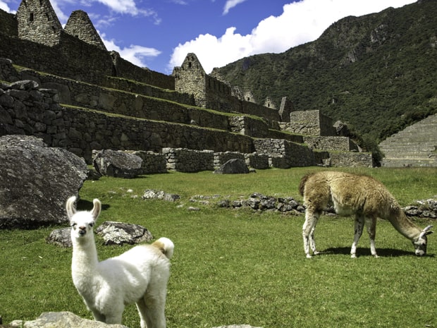 Llamas amongst the ruins at Machu Picchu. 