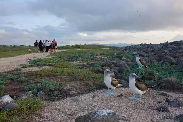 Group of Galapagos travelers on a hiking trail huddled together with 3 Blue Footed Boobies looking away.