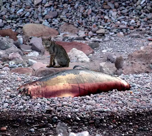 Bobcat sitting next to a dead sea lion carcass on a rocky shoreline in Baja.