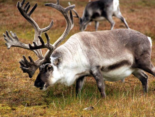 Large caribou grazing on the grass in the Arctic.