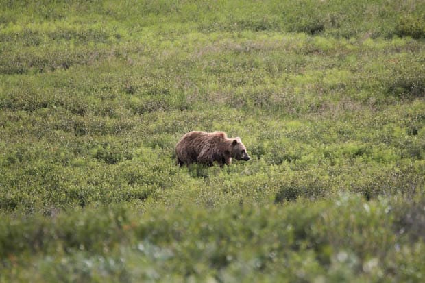A bear walking in the tundra in Alaska. 