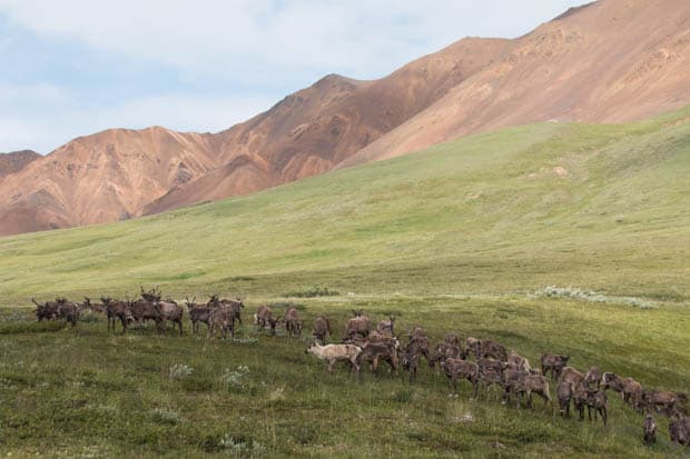 A herd of caribou grazing in the tundra in Alaska. 