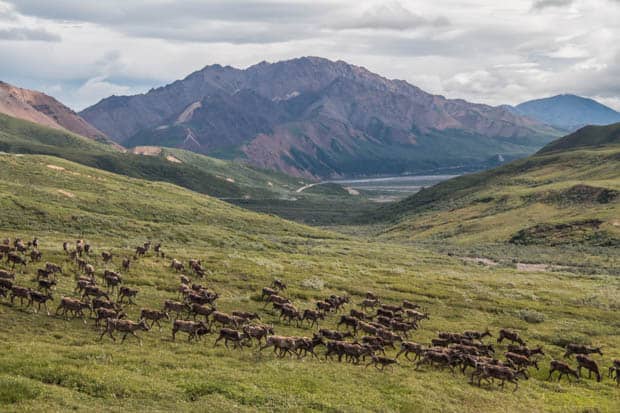 A herd of caribou galloping through the tundra in Alaska. 