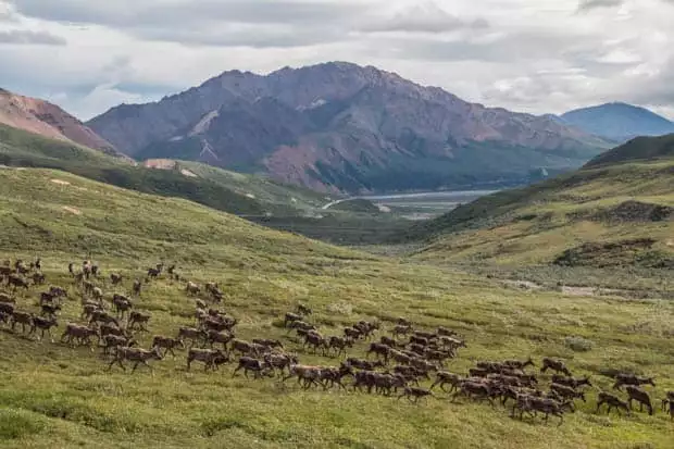 A herd of caribou galloping through the tundra in Alaska. 