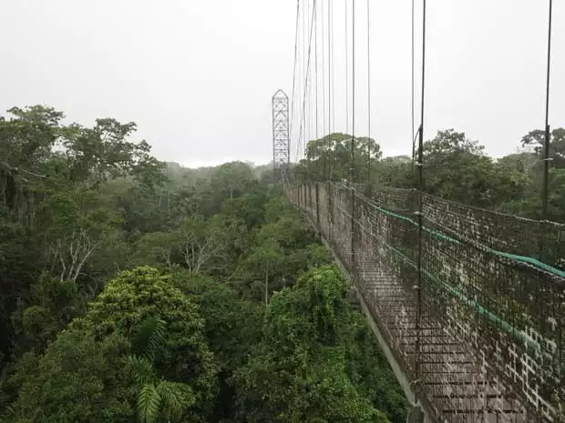 View of a suspended walking bridge sitting on top of a rainforest canopy in the Ecuadorian Amazon jungle.