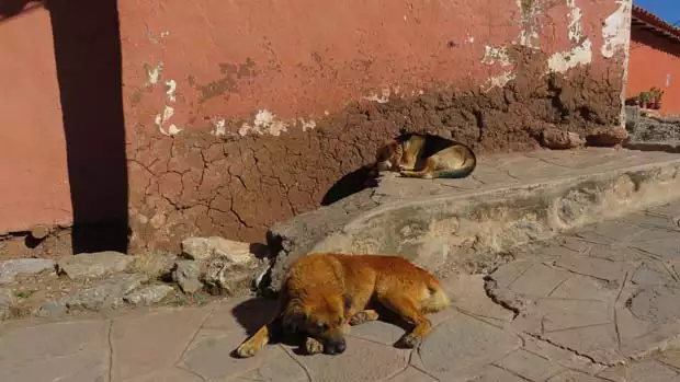 2 sleeping dogs on a cobbled sidewalk in a Peruvian village.