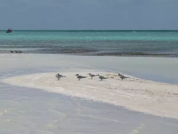 Birds on a sandy beach in Cuba. 