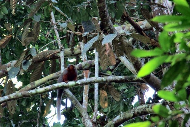A monkey hanging in a tree in the Peruvian Amazon jungle. 