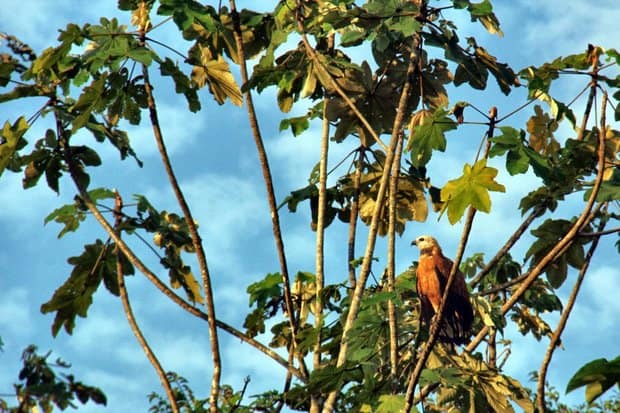 A large bird resting in the tree's of the Peruvian Amazon jungle. 