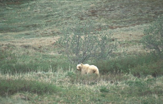 Alaskan glacier bear strolling through a grassland in Alaska.