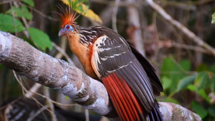 Close up of a colorful bird in a tree in the Ecuadorian Amazon