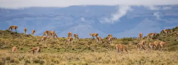 Herd of guanacos on a grassy hillside in Torres del Paine National Park in Patagonia.