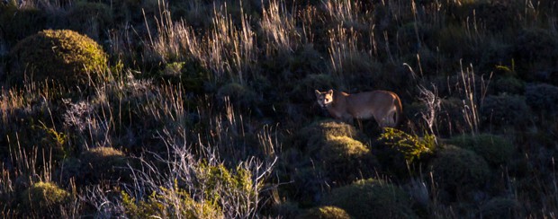 Puma standing in hillside at Torres del Paine National Park.