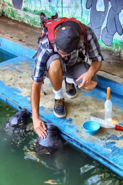During a Delfin cruise a male traveler knees down to pet the head of a manatee at the manatee rescue and rehabilitation center in Iquitos, Peru. 