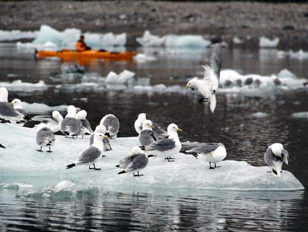 Sea birds perched on a floating bergie bit with a kayaker floating in the background.