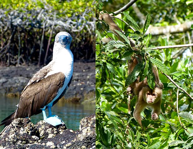 Blue footed booby perched on a rocky shoreline and a monkey dangling from its tail from a tree branch in the Galapagos and Amazon.