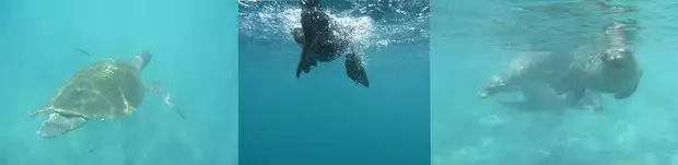 Galapagos sea turtle and frolicking sea lions.