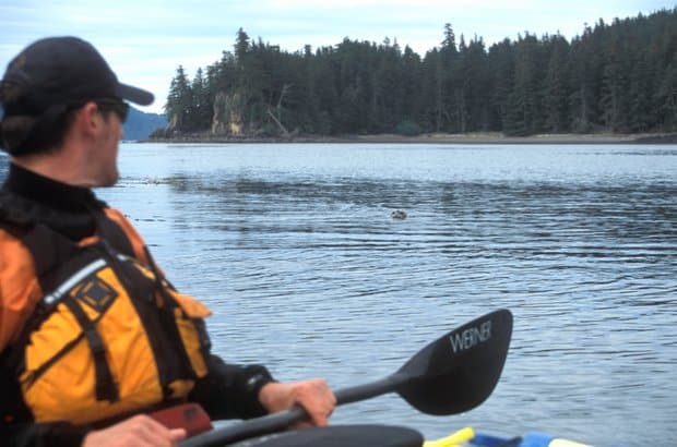 An Alaskan traveler kayaking in the ocean viewing a swimming seals head nearby.