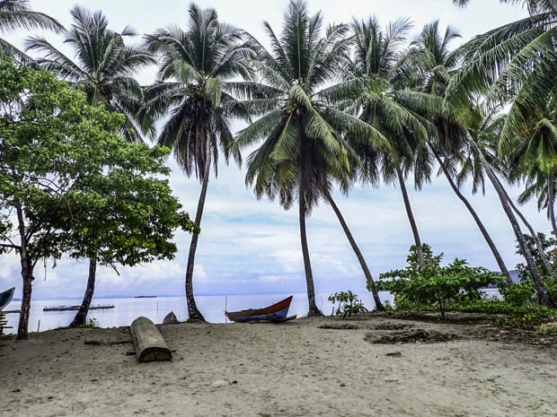 A row of palm treas and a canoe on a beach in Indonesia. 