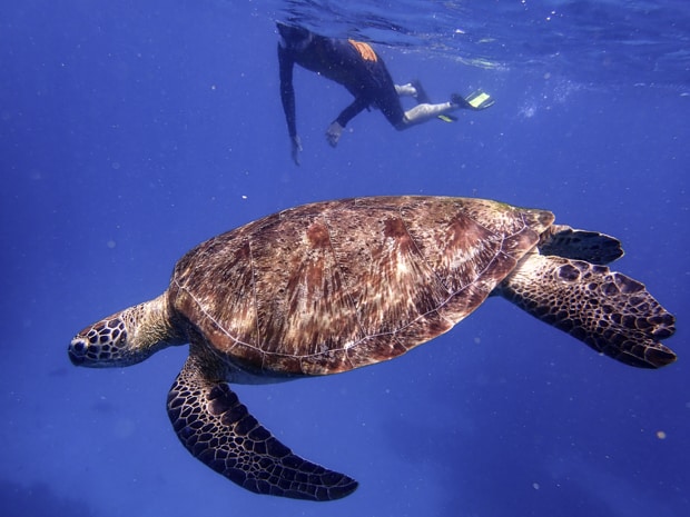 A sea turtle swimming by a snorkeler in the bright blue ocean water of Indonesia. 