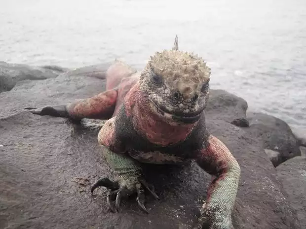 Red and black marine iguana crawling on a rock in the Galapagos.
