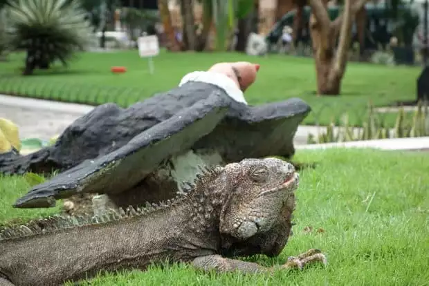 Land iguana sleeping on the grass next to a statue of a vulture in the Guayaquil city park.
