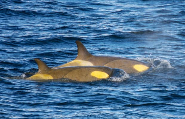 Two Orcas seen from a small ship cruise expedition in Antarctica. 