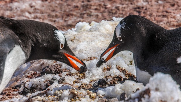 Two penguins seen from a small ship land tour in Antarctica. 