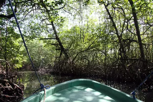 Small boat cruising through a river in a mongrove forest in the jungle of Panama on a land tour.