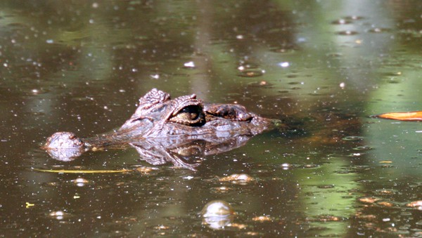 Caiman head sticking out of murky water in Panama.