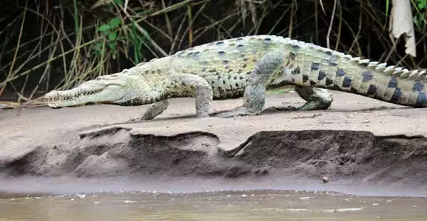 Green with black spots crocodile walking on the sand of the river bank.