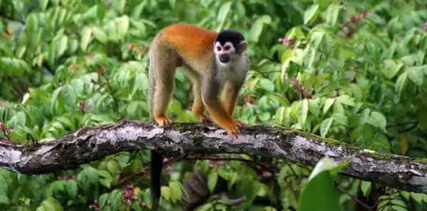 Costa Rican orange and tan monkey walking on a branch in the rainforest.