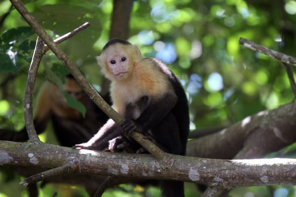 Monkey in a tree seen from a small ship Costa Rica and Panama cruise tour. 