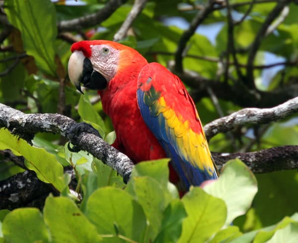 Macaw parrot seen on a small ship Costa Rica and Panama cruise land tour. 