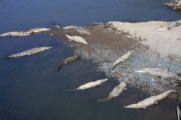 Crocodiles seen from a small ship Costa Rica and Panama cruise tour. 