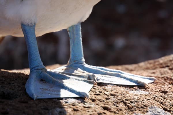 Vibrant blue feet of the Blue Footed Booby on a rock.