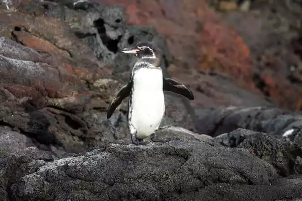 Small Galapagos penguin standing on a rocky coastline in the Galapagos.