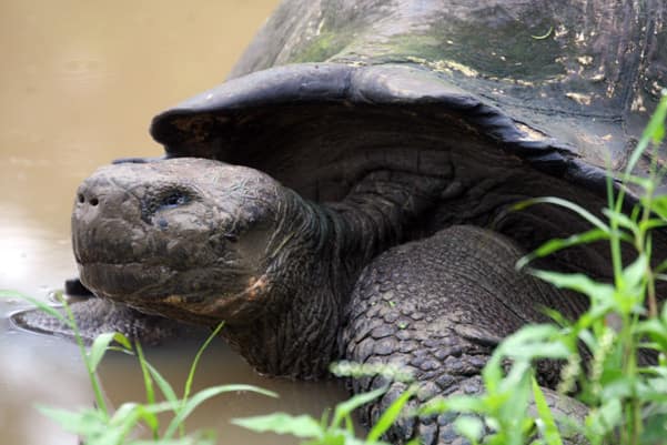 Galapagos tortoise in muddy water with its head in full view.