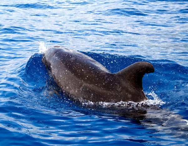Bottlenose dolphin swimming through deep blue water