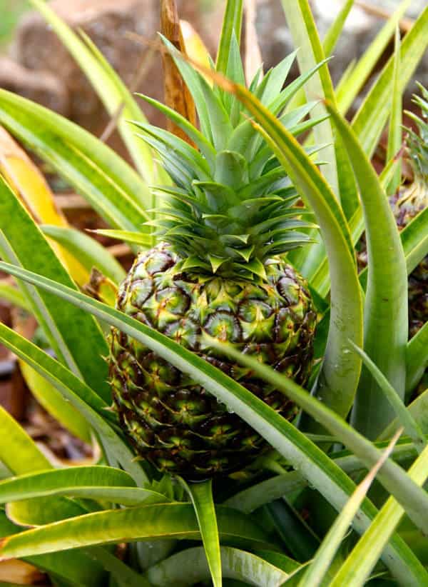 Hawaiian pineapple growing on the plantation