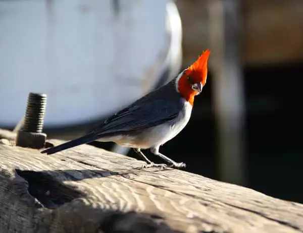 Hawaiian red crested cardinal bird