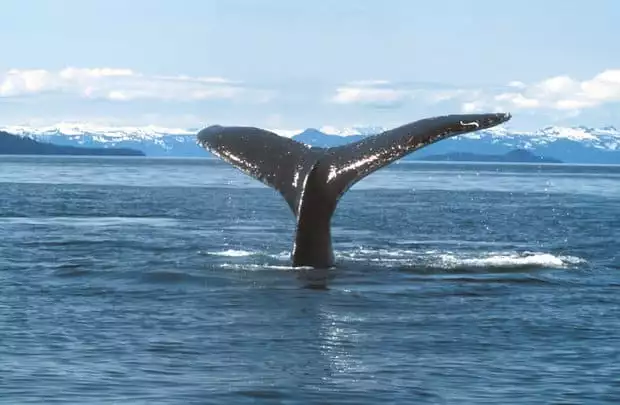 Fluking humpback whale tail in the ocean of Alaska.