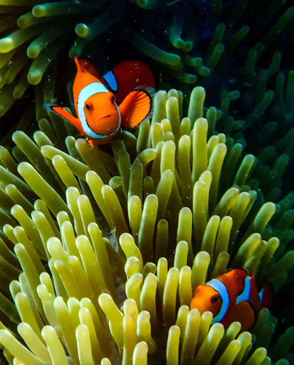 Clown fish in an anemone seen on a scuba diving excursion from a small ship cruise in the south pacific islands. 
