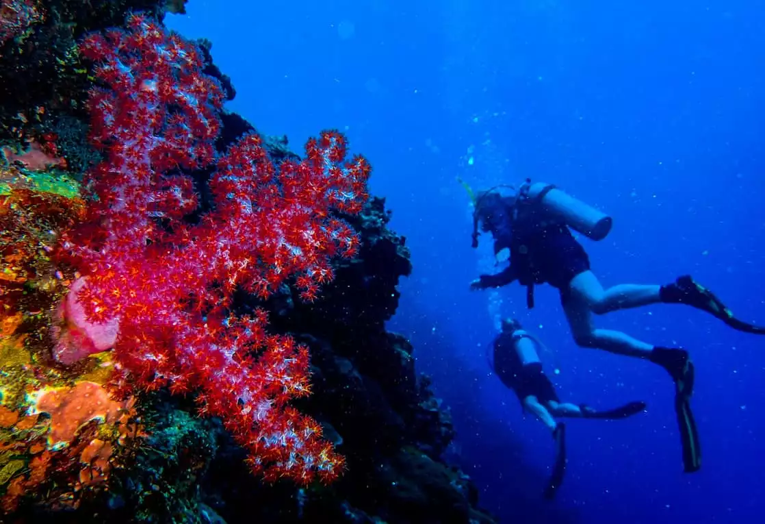 Scuba diving excursion from a small ship cruise in the south pacific islands with people next to colorful coral. 