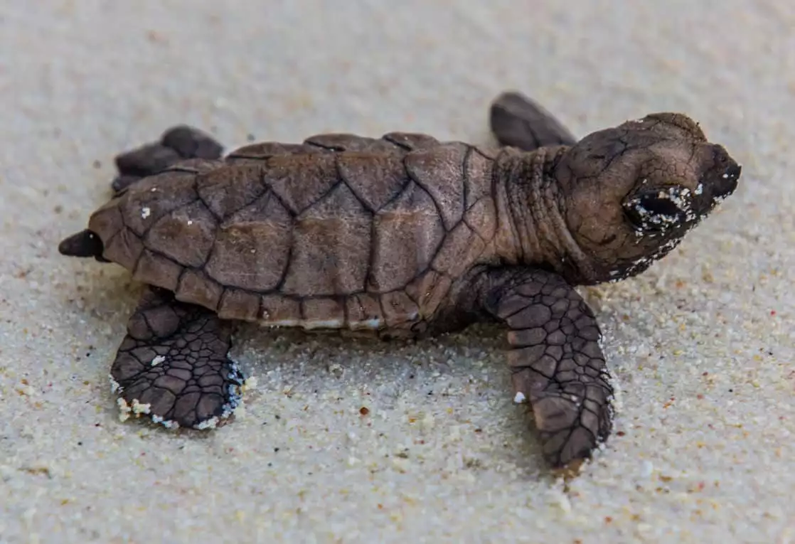 Baby Hawksbill turtle seen a conservation project in the Arnavon Islands in the south pacific. 