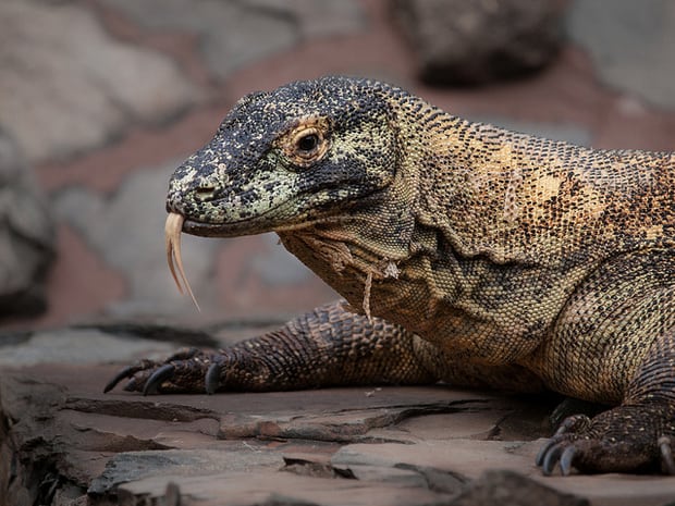 Komodo dragon seen on an excursion from a small ship cruise in Indonesia. 