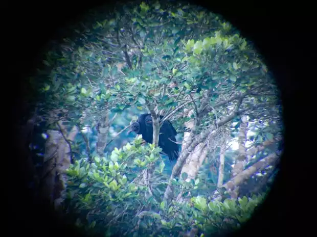 Telescope view of a black Amazonian bird perched on a branch in the jungle.